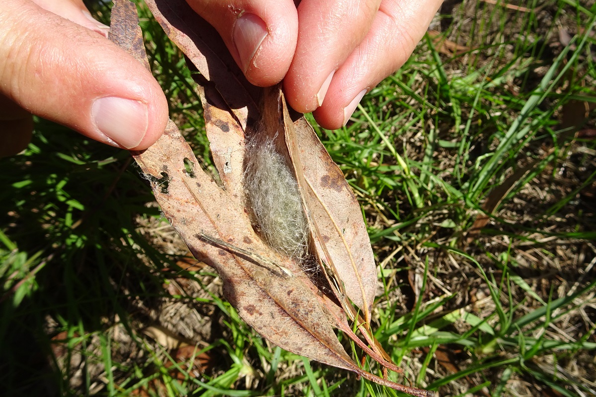 Spiderling egg case in woven leaves under web