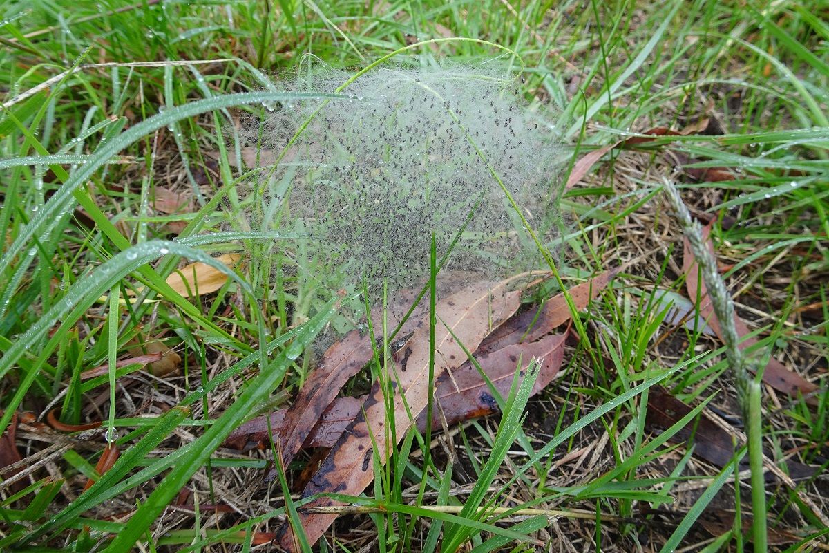 Spiderweb covered in dew with spiderlings