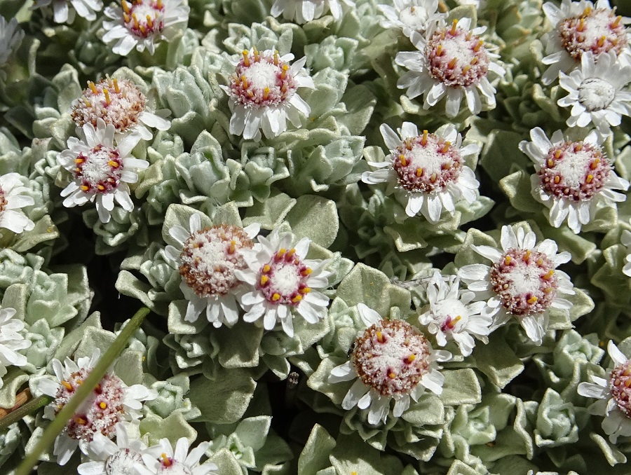 Silver Ewartia flowers