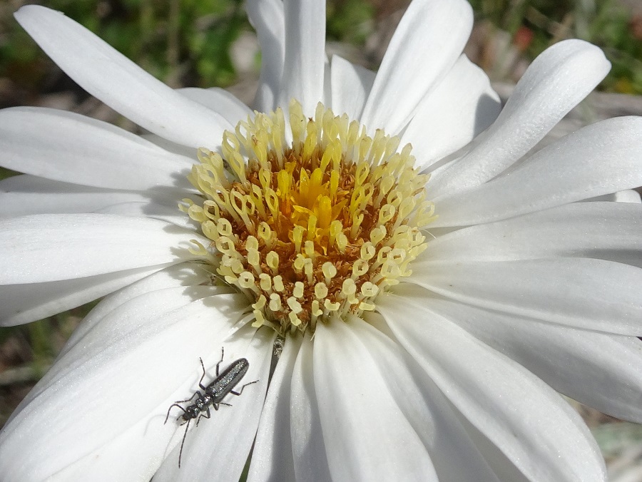 Snow Daisy Celmisia sp. and insect